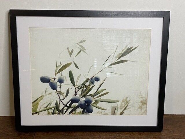 Pottery Barn Framed Print Olive Branches by Lupen Grainne 16 x 20 in